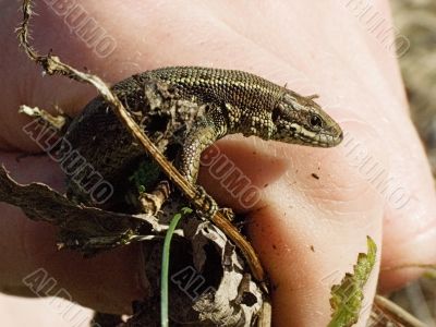 lizard lizard