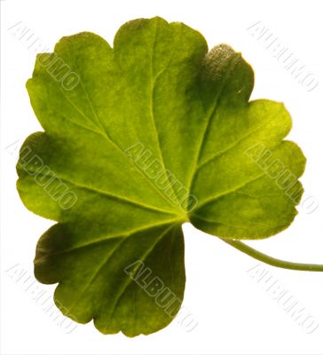 Geranium leaf