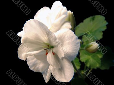 Geranium white