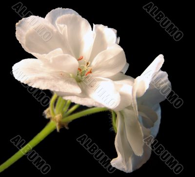 Geranium white 2