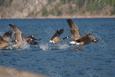 Canada Geese A