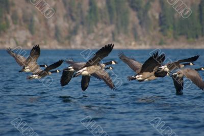 Canada Geese B