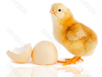 Adorable baby chick