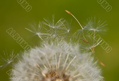 Dandelion (Focus in the seed)