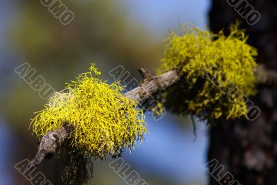 Lichens