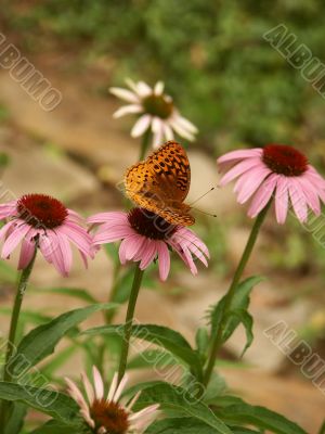 butterfly on coneflower