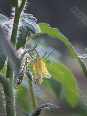 tomato blossom