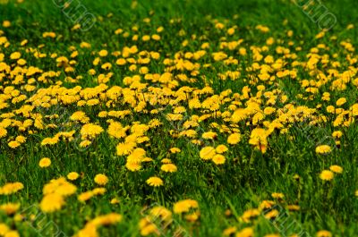 dandelion-meadow
