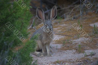 Jack Rabbit 1