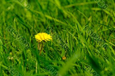 dandelion-meadow