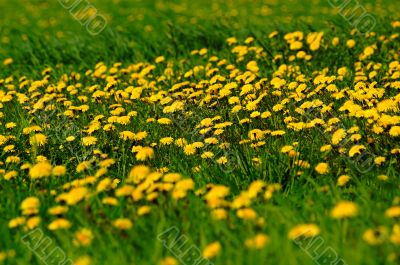 dandelion-meadow