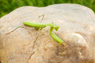 Mantis