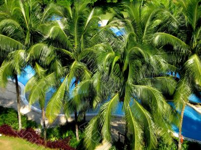 tropical palm and swimming pool tropical palm and swimming pool