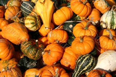 Gourds Gourds