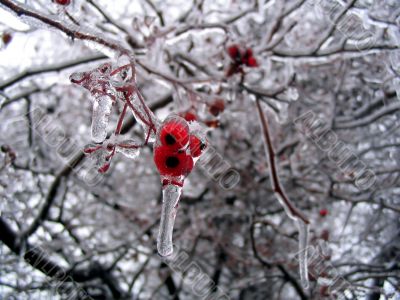 Iced Berries Iced Berries