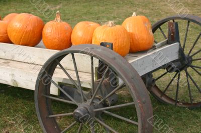 Pumpkins on Display