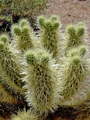 Teddy Bear Cactus