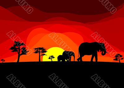 africa - elefants