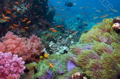 colourful coral reef
