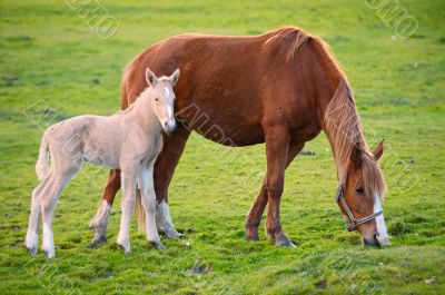 horse with its son eating grass