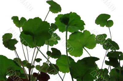 Geranium leaves