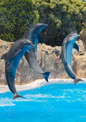 Dolphins