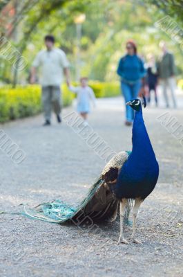 Turkey in a park