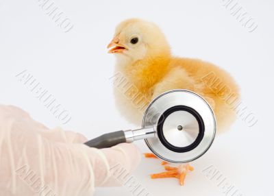 ill chick of influenza