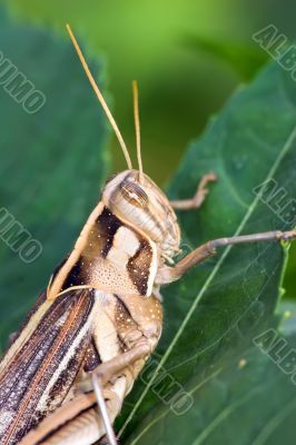 big tropical cricket big tropical cricket