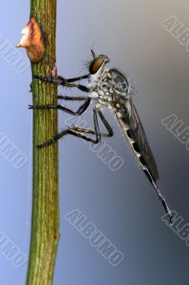 predatorfly on a stem