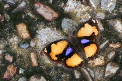 tropical butterfly on ground