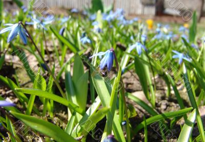 Snowdrop flower