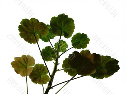 Geranium leaf 3