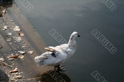 Duck on a Ledge