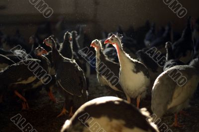 guinea fowl