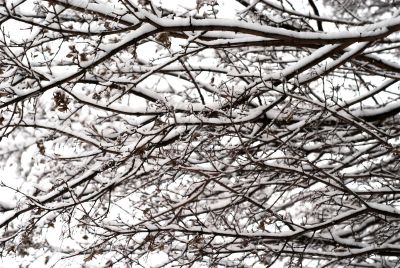 winter tree background