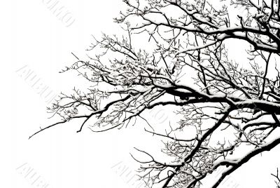 winter tree background