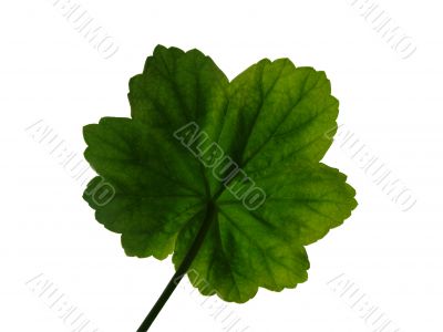 Geranium leaf 4