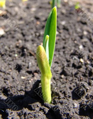 Onion shoot