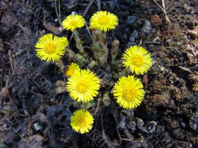 Coltsfoot flower