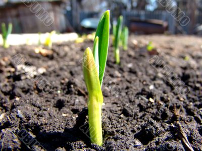 Onion Shoots 2