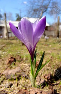 Violet crocus