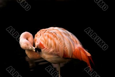 PINK FLAMINGO