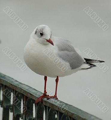 seagull