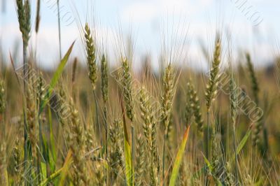 Grain field Grain field