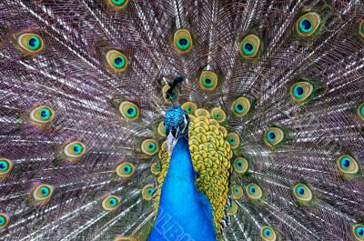 peacock