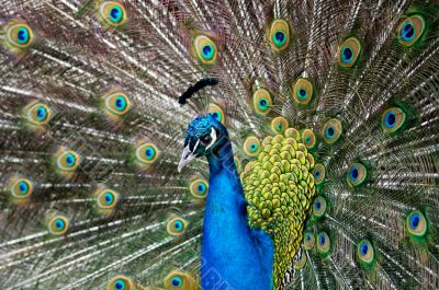 peacock