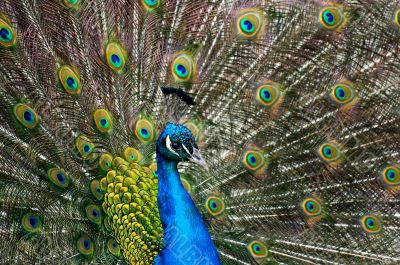 peacock
