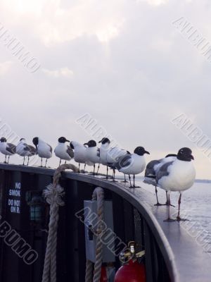 Seagulls Boat Ride
