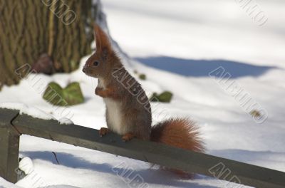 sqirrel in winter